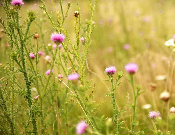 Güneşli çayır resmi için micro-stoc güzel kır çiçekleri