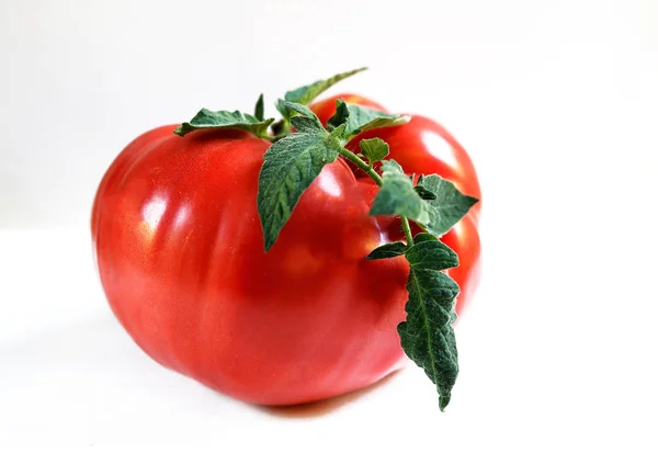 Tomates sobre fundo branco — Fotografia de Stock