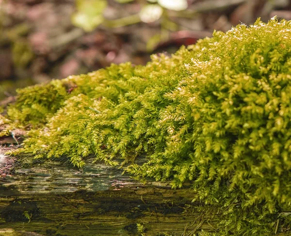 Dense Lush Forest Moss Growing Tree Summer — Stock Photo, Image
