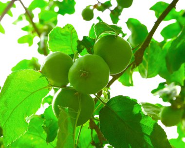 Ağaçtaki yeşil elmalar