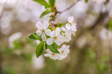 bahar çiçekli dallar kiraz