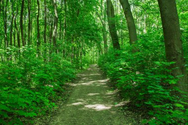 yoğun yeşil ormanda çalışan ve derinlemesine terk edilmiş yol güneş ışınlarının