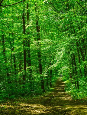 Ormanın içinden yol