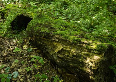 Orman moss fotoğraf