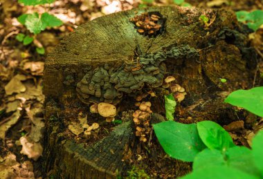  mantar güdük fotoğraf