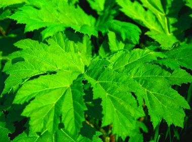  mantar güdük fotoğraf