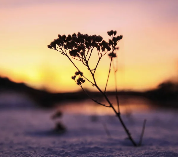 Photo de différentes silhouettes dans l'heure du soir — Photo