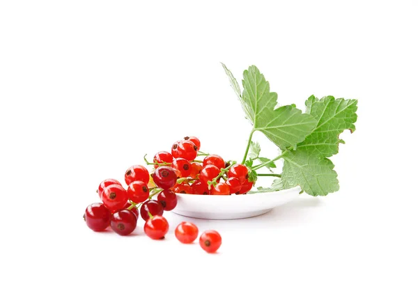 Ribes rosso su bianco — Foto Stock