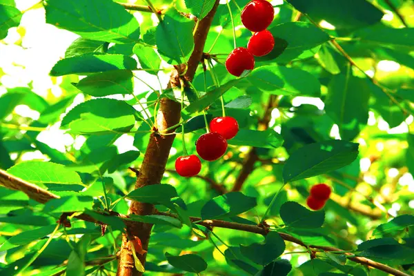 The ripe cherries on a tree — Stock Photo, Image