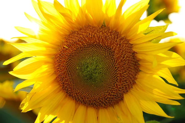 Schöne Blume einer Sonnenblume — Stockfoto