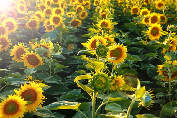 Schöne Blume einer Sonnenblume — Stockfoto