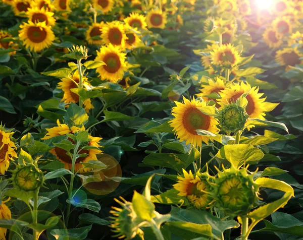 Schöne Blume einer Sonnenblume — Stockfoto