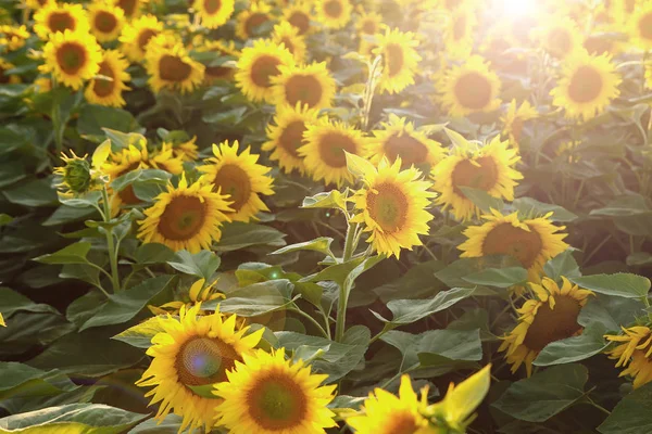 Schöne Blume einer Sonnenblume — Stockfoto