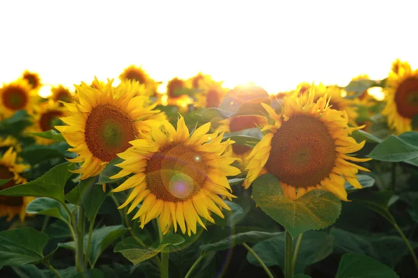 Schöne Blume einer Sonnenblume — Stockfoto
