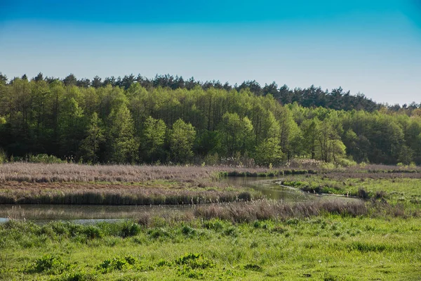 arka plan bahar ormanın üzerinde yeşil bir çayır üzerinden akan nehir