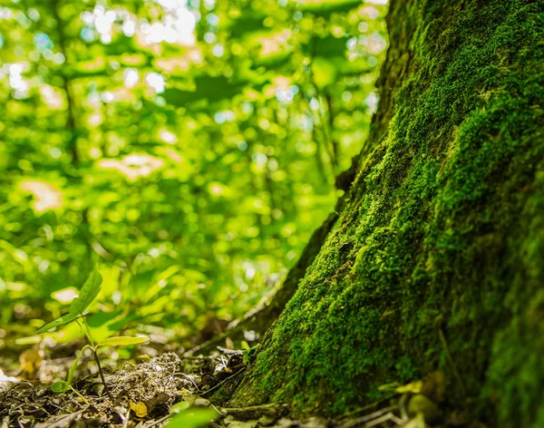 Orman moss fotoğraf