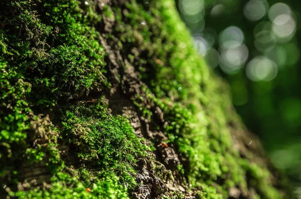 Forest moss photo — Stock Photo, Image