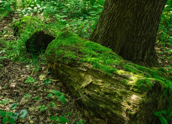 森林苔藓照片 — 图库照片