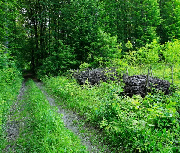 Zdjęcie chrustu w lesie — Zdjęcie stockowe