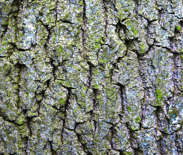 Baumrinde — Stockfoto