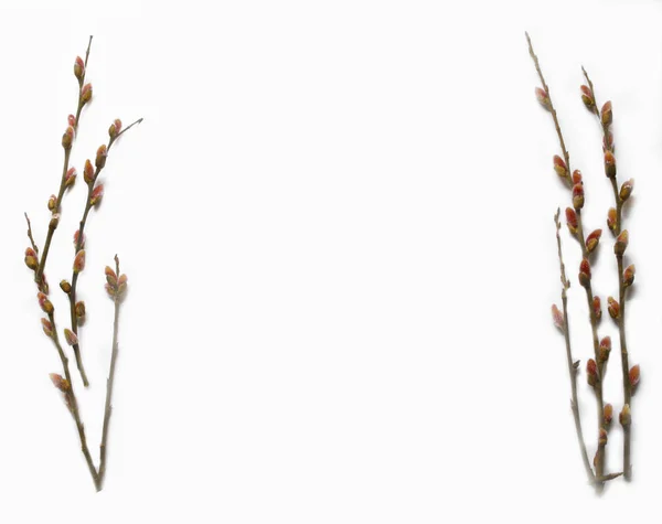 春の始まりの象徴として猫-柳芽 — ストック写真
