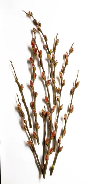 春の始まりの象徴として猫-柳芽 — ストック写真