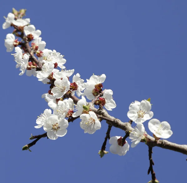  Microstock için bahar fotoğraftaki renkli çiçekli ağaçlar