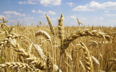 Buğday kulakları beyaz üzerine