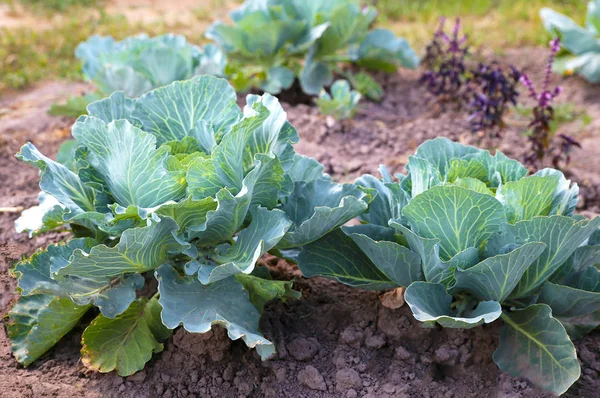 Green cabbage in the garden — Stock Photo, Image