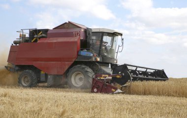  Buğday hasat toplar 