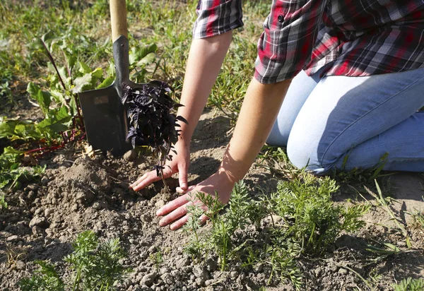 Menina Está Plantando Planta Seu Jardim Foto Para Microestoque Imagem De Stock