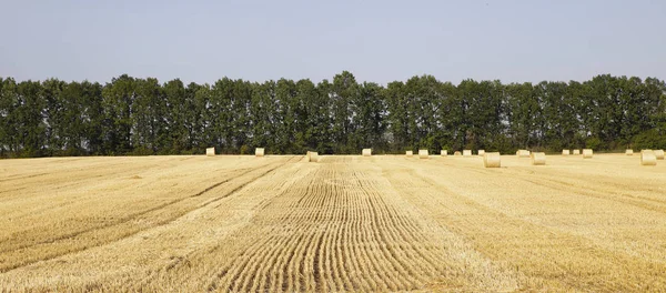 Saman alanları fotoğrafı