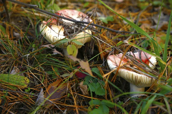 Waldpilze Foto — Stockfoto