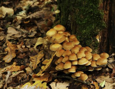 Orman mantar fotoğraf