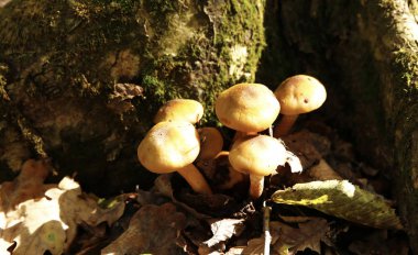 Orman çeşitli orman toprak üzerinde veya yakınında kütükleri doğal koşullar altında mantar. mikro-stok fotoğraf