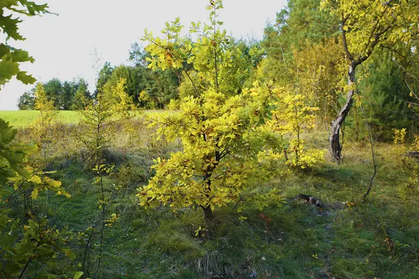 Beaux Paysages Éléments Automne Avec Vue Sur Nature Des Photos — Photo