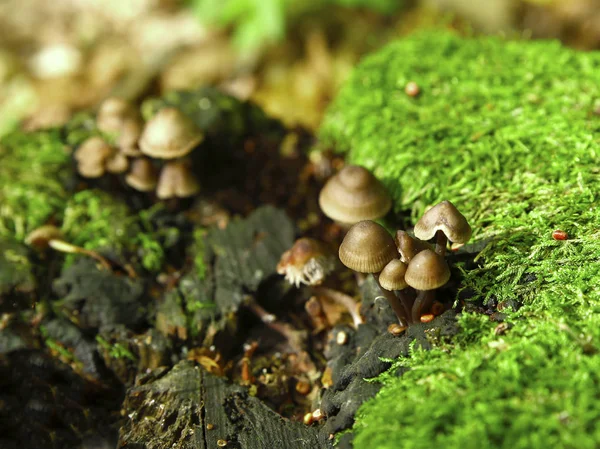 Fotos de cogumelos da floresta — Fotografia de Stock