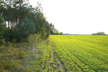 Sonbahar sahne farklı görünümlerini