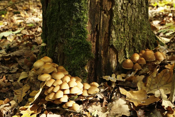 Fotos de cogumelos da floresta — Fotografia de Stock