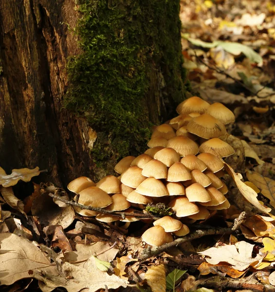 Fotos de cogumelos da floresta — Fotografia de Stock