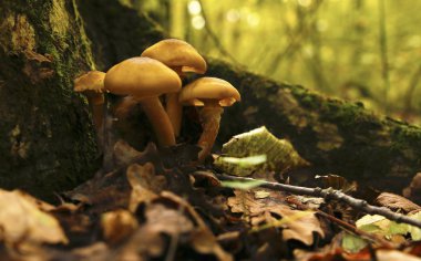 Orman mantar fotoğraf