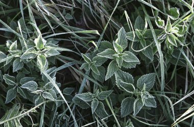 ilk Frost'un üzerinde yaprak ve ot fotoğraf için mikro-stok