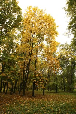  güzel manzara ve doğa fotoğrafları mikro stokunun manzarasına sahip sonbahar öğeleri