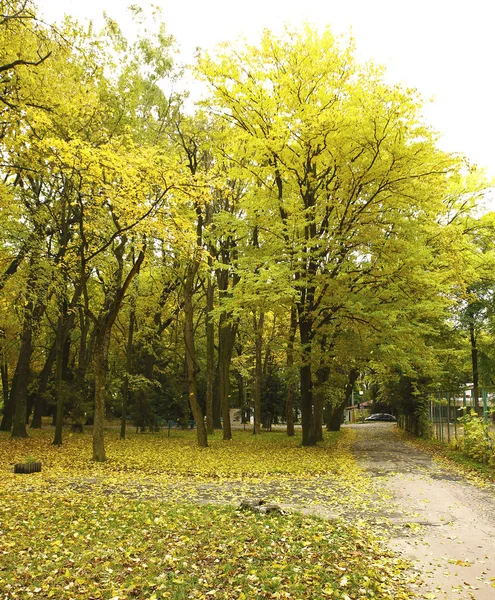 Красивые Пейзажи Осенние Элементы Видом Природу Фотографий Микро Инвентарь — стоковое фото