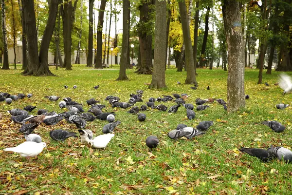 Ein Schwarm Tauben Kalten Herbstmorgen — Stockfoto