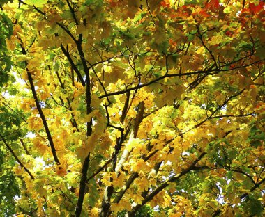 güzel manzara ve doğa fotoğrafları mikro stokunun manzarasına sahip sonbahar öğeleri