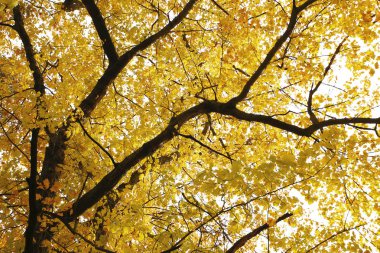 güzel manzara ve doğa fotoğrafları mikro stokunun manzarasına sahip sonbahar öğeleri