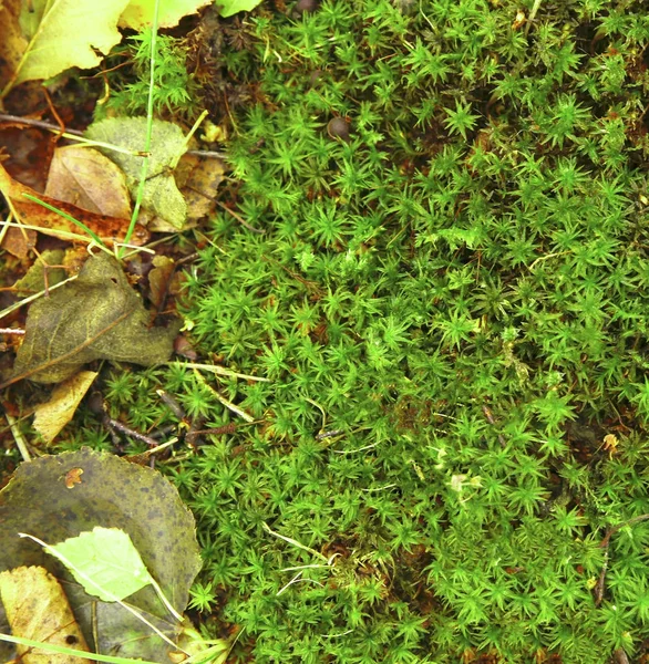 Una Varietà Sfondi Autunnali Fauna Selvatica Foto Mikro Stock — Foto Stock