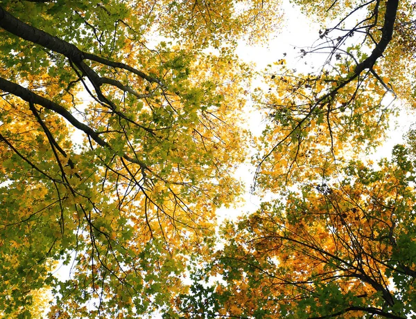 yaban hayatı sonbahar arka planlar çeşitli. mikro-stok fotoğraf 