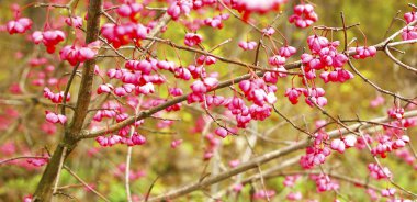 güzel manzara ve doğa fotoğrafları mikro stokunun manzarasına sahip sonbahar öğeleri